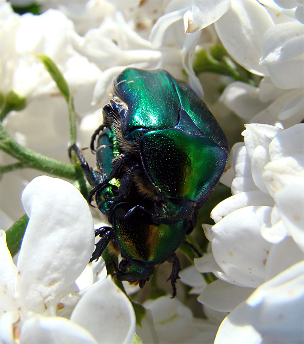 Accoppiamento di Cetonia aurata